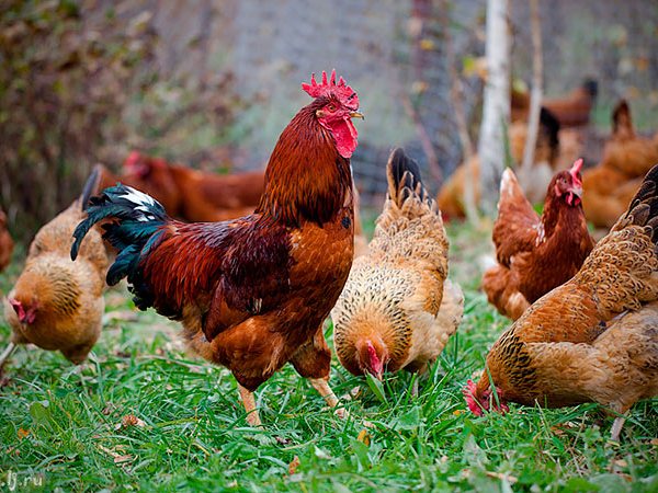 Породы куриц | ЗооТом - продажа, вязка и услуги для животных в Трубчевске