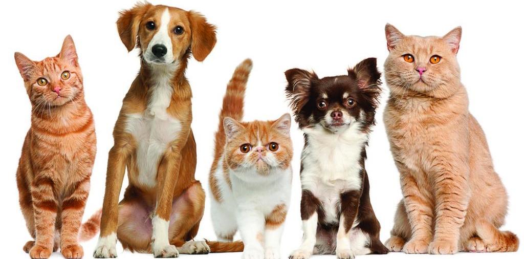 Доска объявлений о животных | ЗооТом - продажа, вязка и услуги для животных в Трубчевске