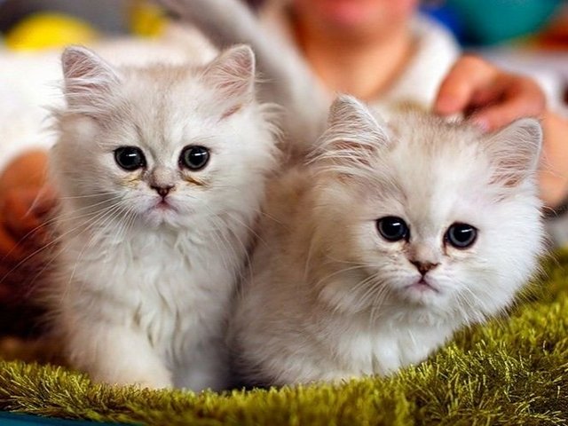 Породы кошек в Трубчевске | ЗооТом портал о животных