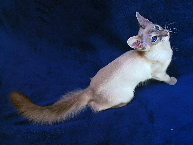 Выведенные породы кошек в Трубчевске | ЗооТом портал о животных