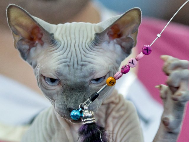 Выставки кошек в Трубчевске | ЗооТом портал о животных