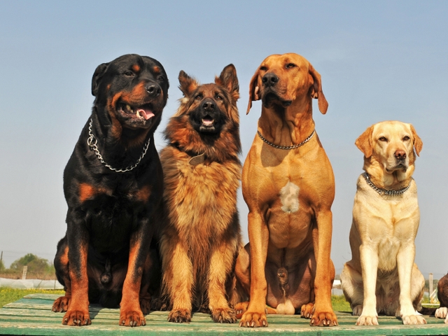 Крупные породы собак в Трубчевске | ЗооТом портал о животных