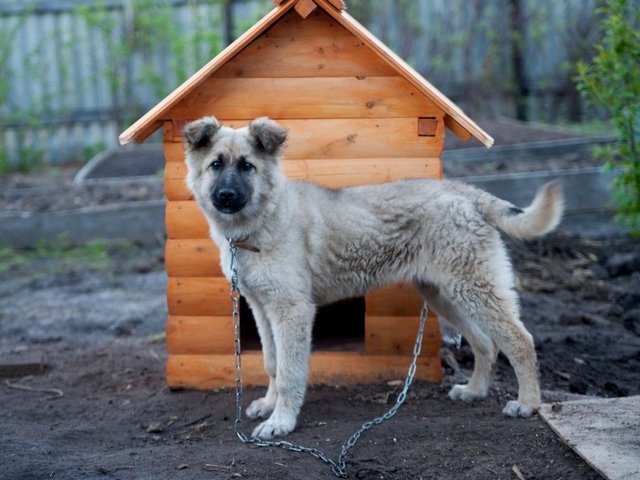 Все о собаках в Трубчевске Все о собаках в Трубчевске